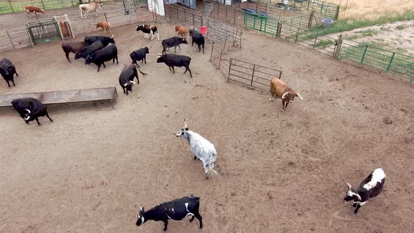 Happy and healthy bulls mill about in a pen.