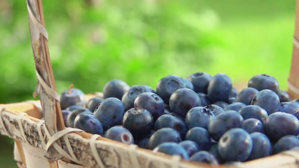 One Berry Falls in a Basket with Big Blueberries