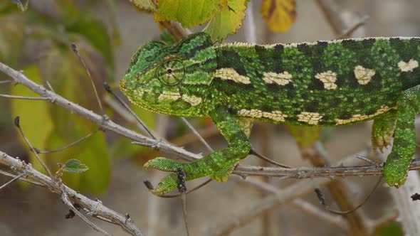 Common Chameleon Looking Around in a Branch