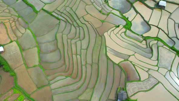 Aerial view of agriculture in rice fields for cultivation