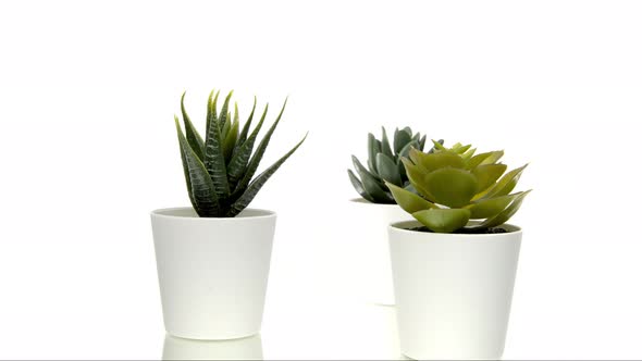 Three Artificial Succulent Plants in Flower Pots Rotating 360 Isolated on White