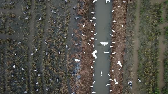 Top view crane and Asian openbill live harmony in the wetland