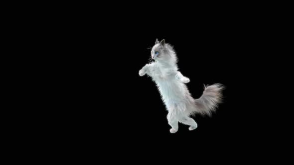 Cat Dancing HD