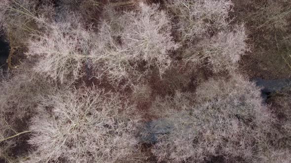 Aerial Flying Over Autumn Forest Trees