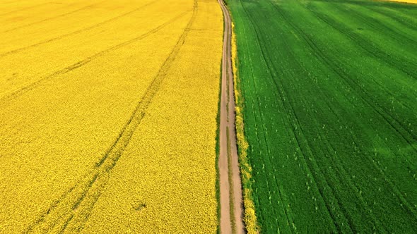 Blooming rape field and country road in spring.