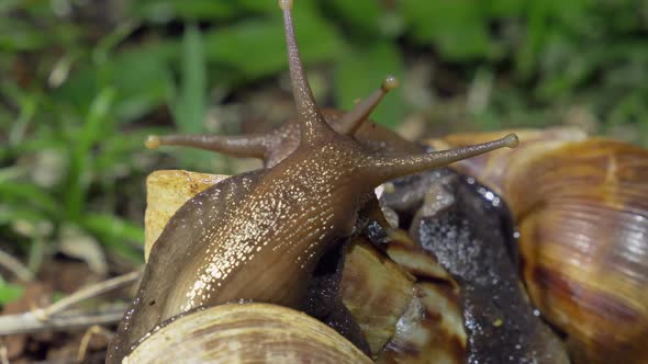 Two Giant African Snail Communicating with Antennas, Close Up