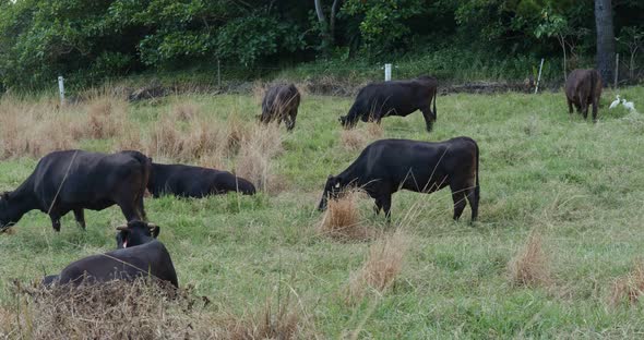 Cow pasture in ishigaki island