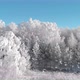 White caps of trees in a winter day - VideoHive Item for Sale