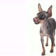 Happy Toy Terrier - VideoHive Item for Sale