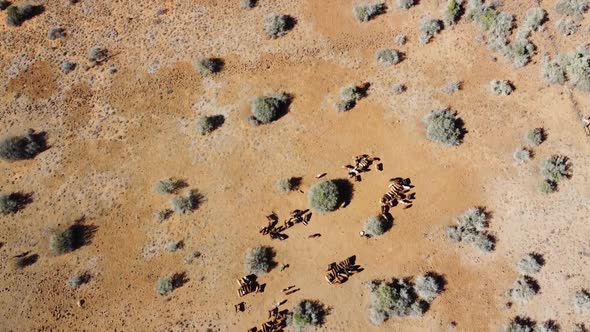 Karoo farm cattle fed to aid diet during drought near Graaff-Reinet. South African breeds; Afrikande