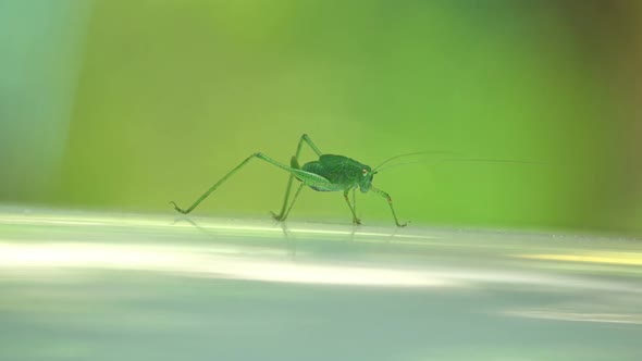 Speckled Bush-Cricket - Leptophyes Punctatissima