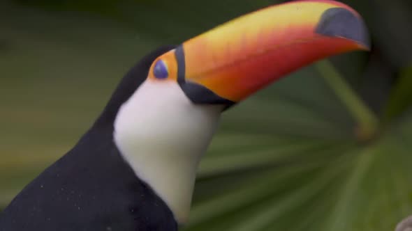 Close up of a colorful toco toucan shaking its head and looking around standing on a branch in natur