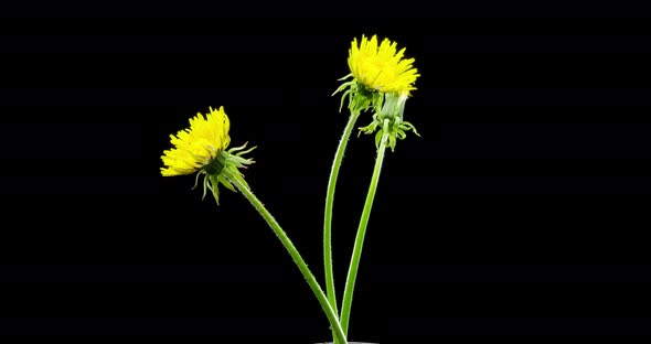 Time Lapse of Dandelion Opening Close Up View