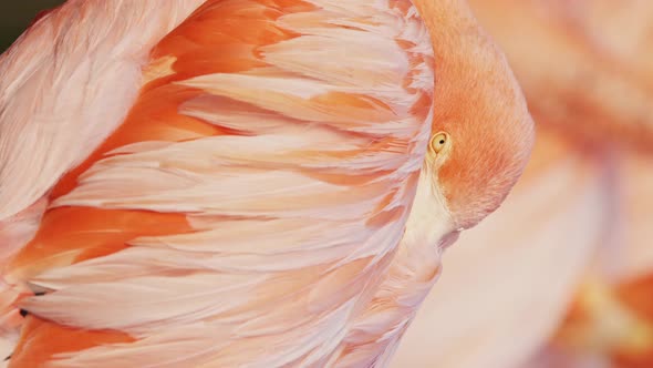 Close up vertical video of a peaceful coral american flamingo falling asleep in its natural habitat
