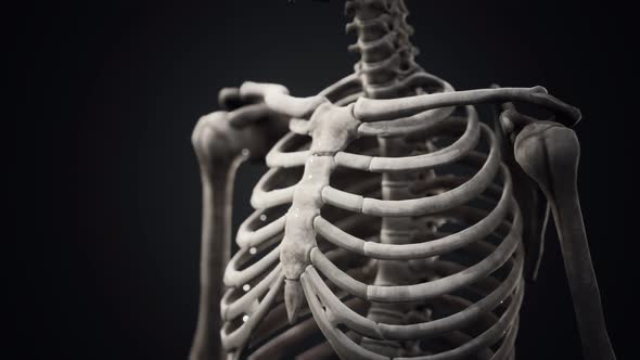 Full Human Skeleton Standing alt