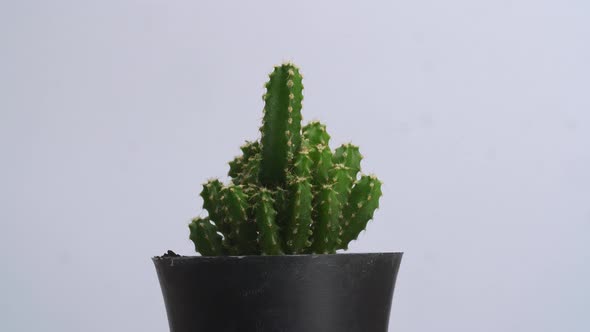 Fairy Castle Cactus Plant Revolving Around Itself On The White Screen Background