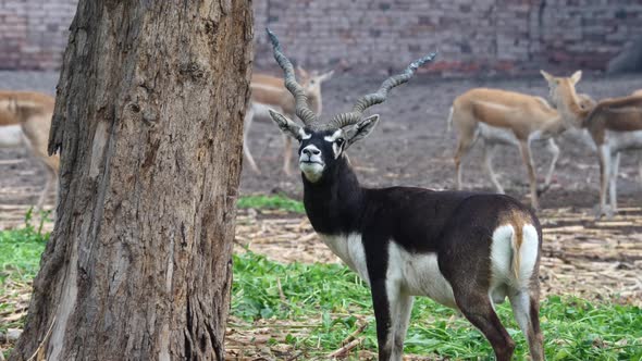 Cinematic shot of black buck in wild, beautiful wildlife animal in forest male blackbuck deer in Pak