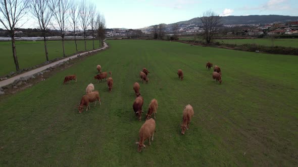 Cows Graze on Pasture