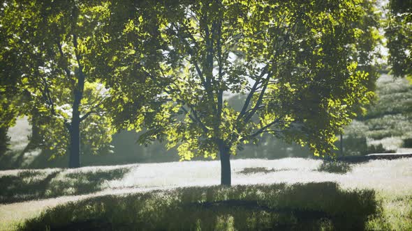 Lush Green Young Leaves of Maple Illuminated By Bright Sunlight at Spring alt