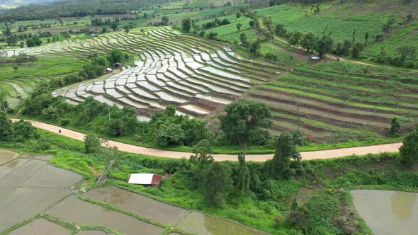 Aerial drone view of agriculture in rice on a beautiful field filled with water