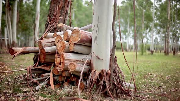 Firewood stacked next to tree trunk