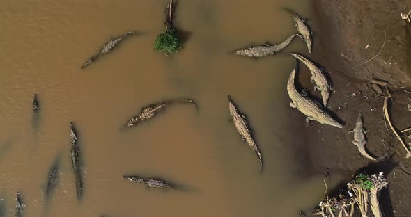 Aerial video approaching the crocodiles at Tarcoles River, Costa Rica.