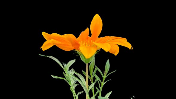 Gerbera Flower Isolated