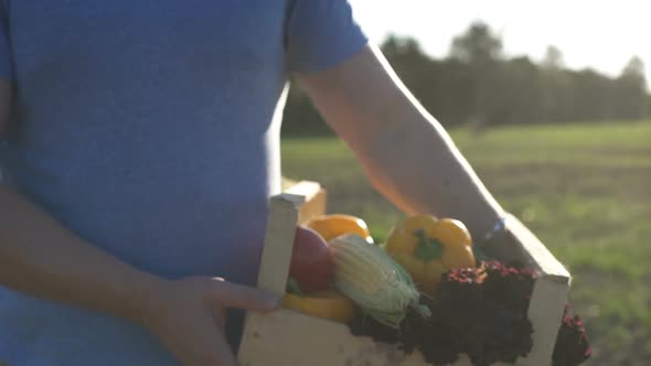 The Farmer Is Holding a Box of Organic Vegetables