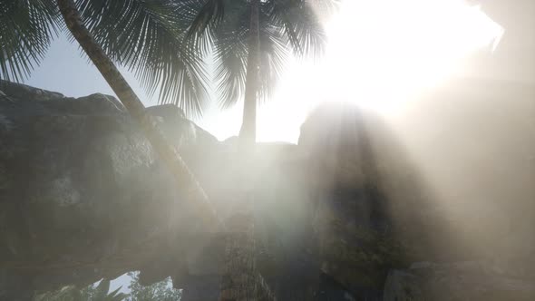 Big Palms in Stone Cave with Rays of Sunlight