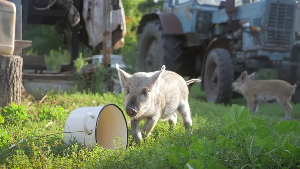 Funny Cute Little Piglets at an Animal Farm. Little Piglets Household. Lovely Pets.