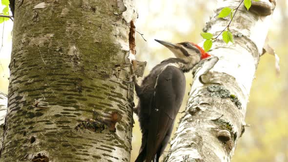 The Pileated Woodpecker are found in a lot of national parks. Woodpecker pecking on tree on sunny da