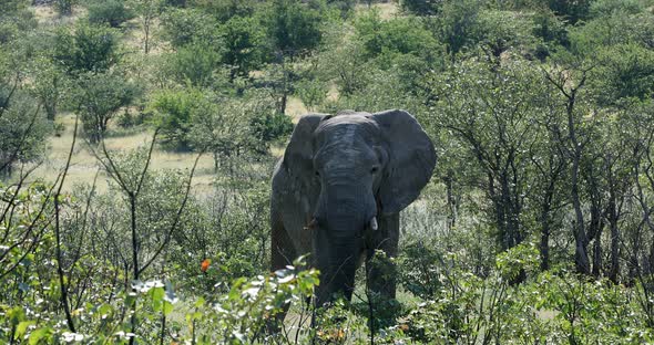 Majestic African Elephant in Etosha Namibia Africa safari wildlife