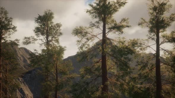 Misty Forest on the Mountain Slope alt