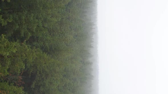 Vertical Video Fog in the Forest Aerial View