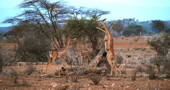 Gerenuk or Waller's Gazelle, litocranius walleri, Female standing on Hind Legs