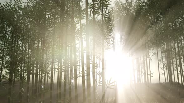 Green Bamboo Forest in Hills