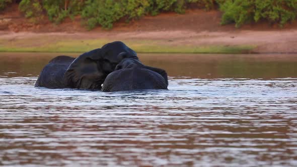 Two African Bush Elephants tussle in the Chobe River, Botswana Africa