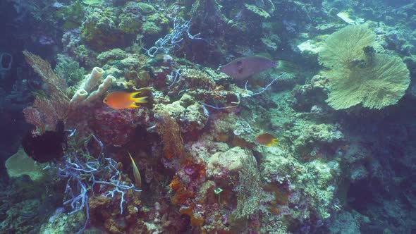 Coral Reef and Tropical Fish, Bali, Indonesia