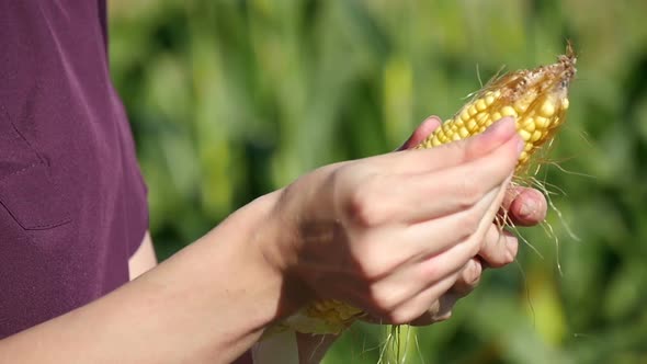 Hands of a Woman Farmer Close Up. A Woman Holds an Ear of Corn and Examines It. Agriculture