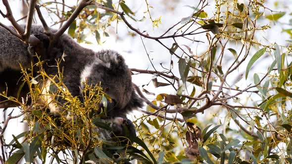 koala joey and its mother feed together in a eucalyptus tree