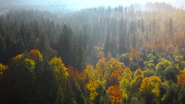 Aerial View of a Bright Autumn Forest on the Slopes of the Mountains in the Fog at Sunrise