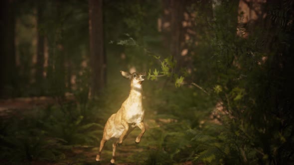 Extreme Slow Motion Deer Jump in Pine Forest