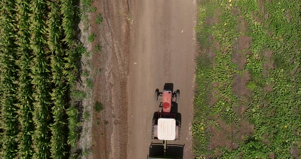 Tractor transporting pallets of fresh picked Melons.