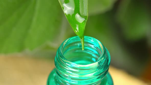 Water Drips From Leaves Into Bottle Background of Greenery and Plants