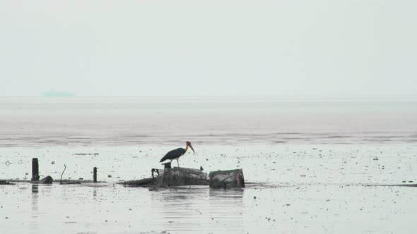 Lesser Adjutant Stork Walking Search And Hunting For Food Or Dead Fish In Low Tide Muddy Swamp Beach
