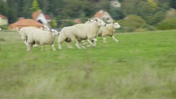 A Small Herd of Sheep Runs Up a Green Field Towards Bushes and Trees