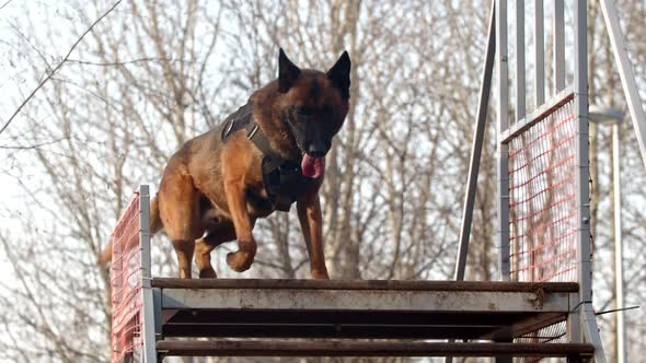 Dog  Climbing the Stairs