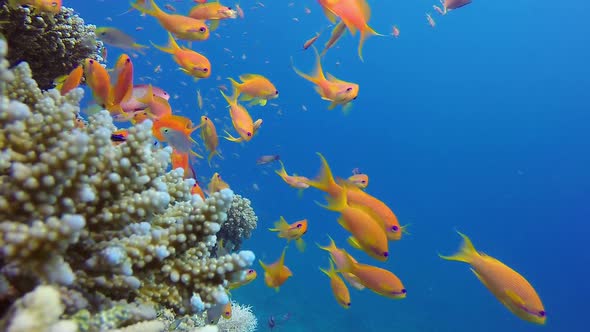 Colorful Fish Seascape