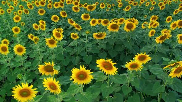 4K Beautiful aerial view of sunflowers, sunflowers blooming in the wind