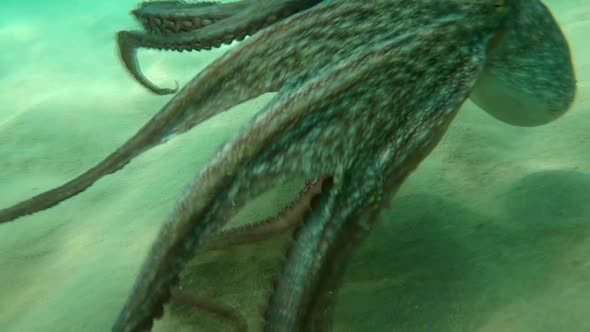 Wild octopus swimming underwater in mediterranean sea. Octopuses at close up view.